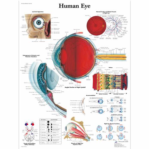Human Eye, 4006665 [VR1226UU], Occhi