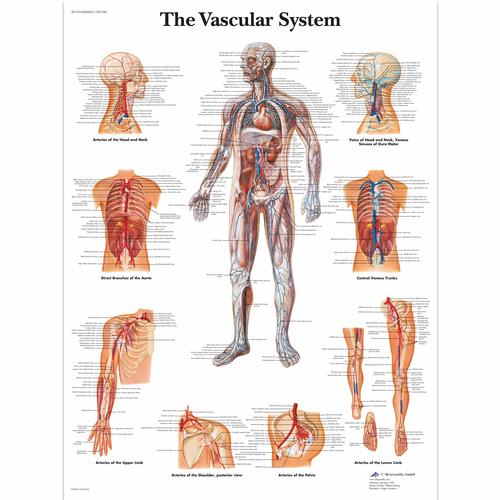 The Vascular System, 4006681 [VR1353UU], Sistema circolatorio