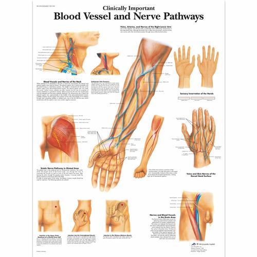 Clinically Important Blood Vessel and Nerve Pathways Chart, 1001530 [VR1359L], sistema Cardiovascolare