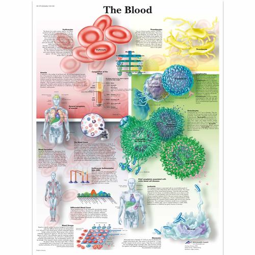 The Blood Chart, 1001538 [VR1379L], sistema Cardiovascolare
