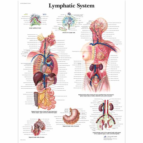 Lymphatic System, 4006687 [VR1392UU], Sistema linfatico