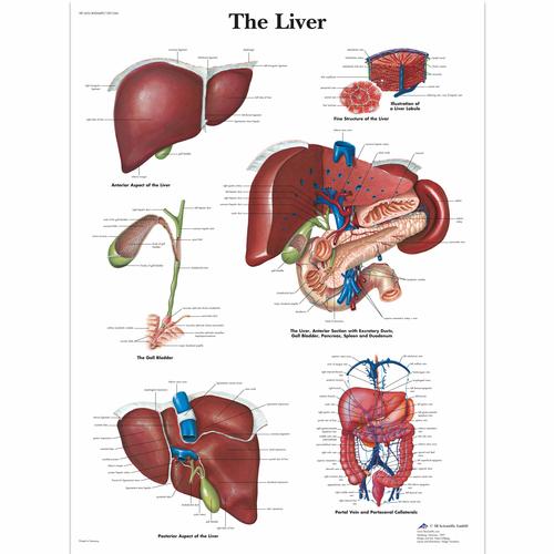 Liver Chart, 1001544 [VR1425L], Sistema metabolico