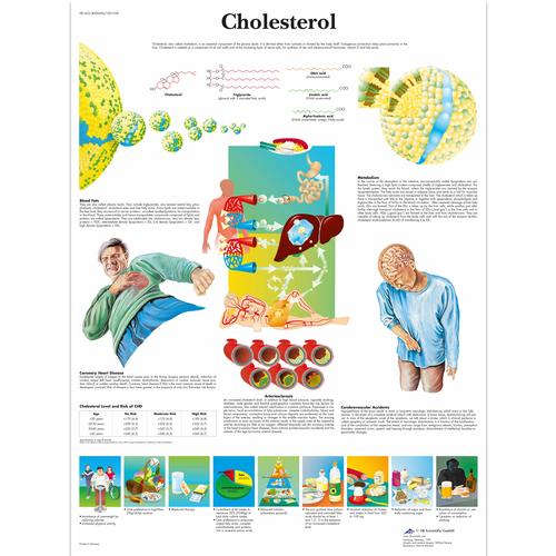 Cholesterol, 1001558 [VR1452L], sistema Cardiovascolare