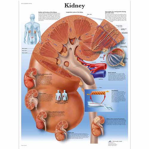 Kidney, 4006699 [VR1515UU], Sistema metabolico
