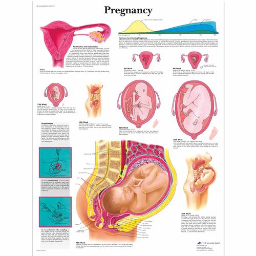 Pregnancy, 4006703 [VR1554UU], Gravidanza e Parto
