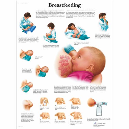 Breastfeeding, 4006706 [VR1557UU], Strumenti didattici per genitori