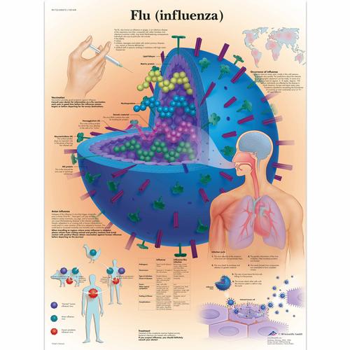 Flu (Influenza), 1001608 [VR1722L], Parassitarie, virali e da infezione batterica