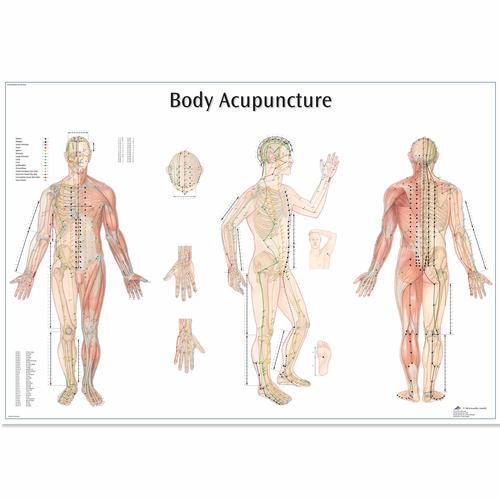 Body Acupuncture, 1001626 [VR1820L], Modelli