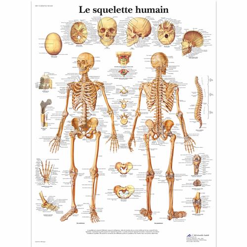 Le squelette humain, 1001630 [VR2113L], Sistema Scheletrico