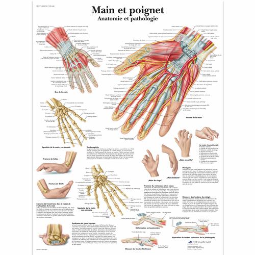 Main et poignet - Anatomie et pathologie, 1001648 [VR2171L], Sistema Scheletrico