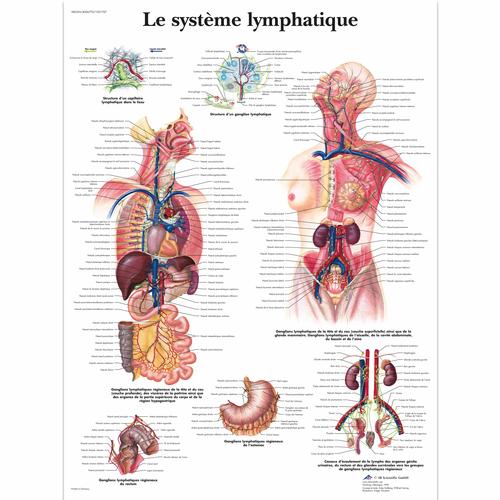 Le système lymphatique, 1001707 [VR2392L], Sistema linfatico