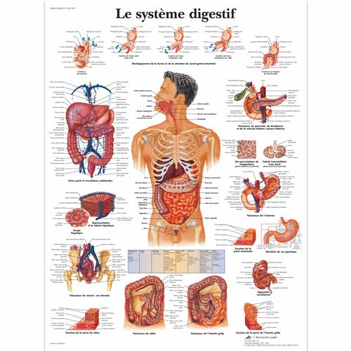 Le système digestif, 1001709 [VR2422L], Il sistema digestivo
