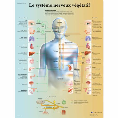 Le système nerveux végétatif, 1001749 [VR2610L], Cervello e del sistema nervoso