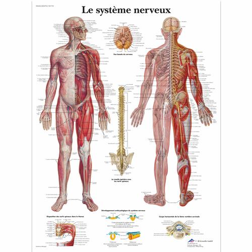 Le système nerveux, 1001753 [VR2620L], Cervello e del sistema nervoso