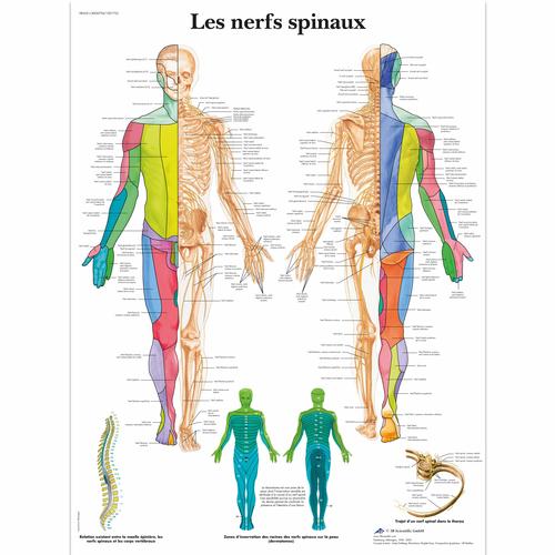 Les nerfs spinaux, 1001755 [VR2621L], Cervello e del sistema nervoso