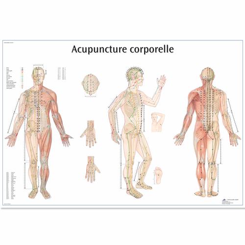 Acupuncture corporelle, 1001795 [VR2820L], Modelli