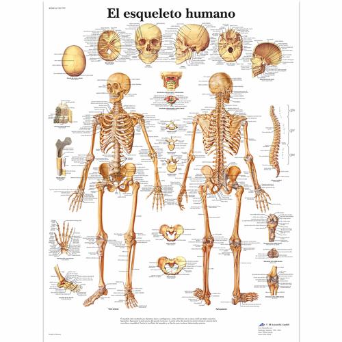 El esqueleto humano, 1001799 [VR3113L], Sistema Scheletrico