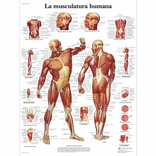La Musculatura humana, 1001801 [VR3118L], Muscolo
