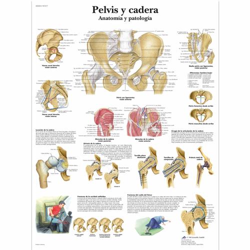 Pelvis y cadera - Anatomía y patología, 4006823 [VR3172UU], Sistema Scheletrico