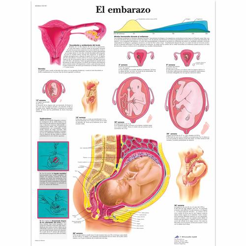 El embarazo, 1001901 [VR3554L], Gravidanza e Parto
