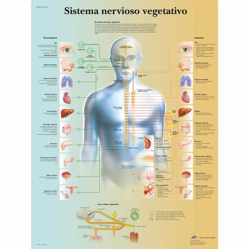 Sistema nervioso vegetativo, 1001911 [VR3610L], Cervello e del sistema nervoso