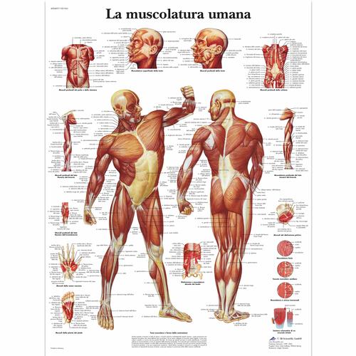 La muscolatura umana, 4006897 [VR4118UU], Muscolo
