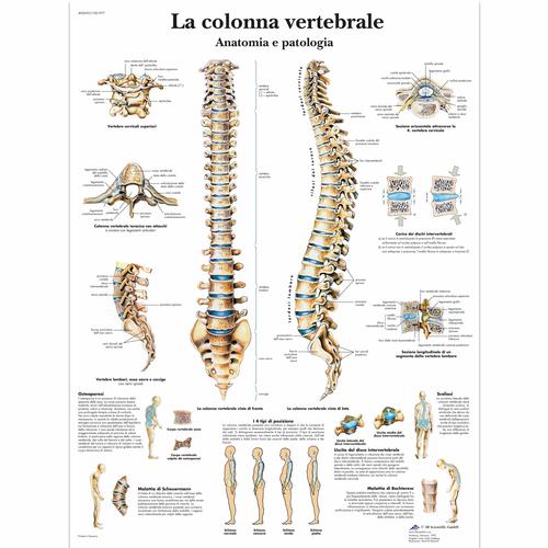 La colonna vertebrale, anatomia e patologia, 1001977 [VR4152L], Sistema Scheletrico