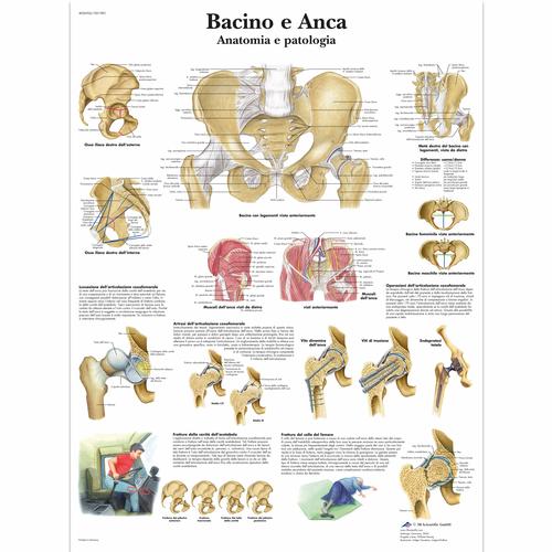 Bacino e Anca - Anatomia e patologia, 1001983 [VR4172L], Sistema Scheletrico