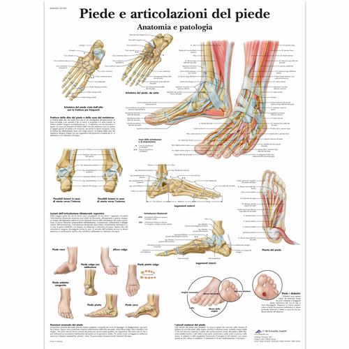 Piede e articolazione del piede, 1001987 [VR4176L], Sistema Scheletrico