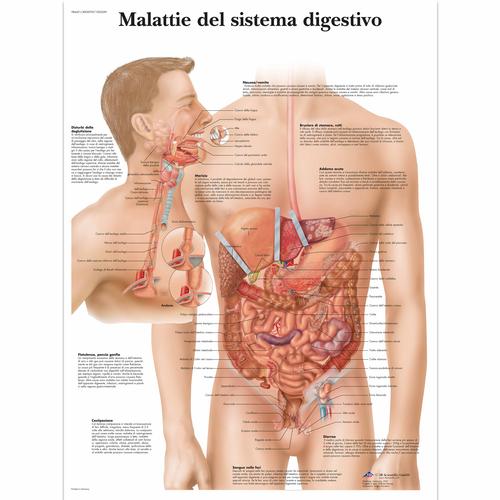 Malattie del sistema digestívo, 1002049 [VR4431L], Il sistema digestivo
