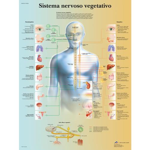 Sistema nervoso vegetativo, 4006956 [VR4610UU], Cervello e del sistema nervoso
