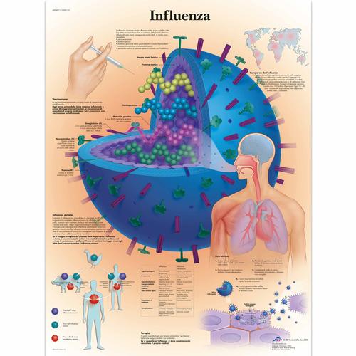 Influenza, 1002112 [VR4722L], Parassitarie, virali e da infezione batterica