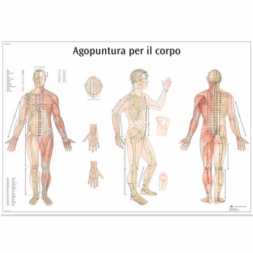 Agopuntura per il corpo, 4006982 [VR4820UU], Agopuntura

