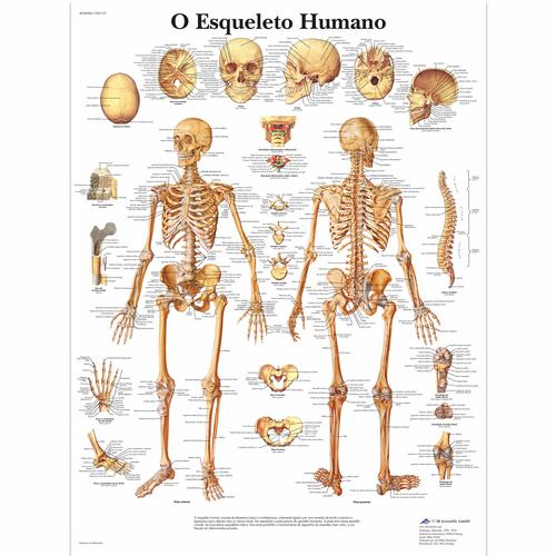 O Esqueleto Humano, 1002137 [VR5113L], Sistema Scheletrico