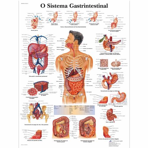 O Sistema Gastrintestinal, 4006996 [VR5422UU], Il sistema digestivo

