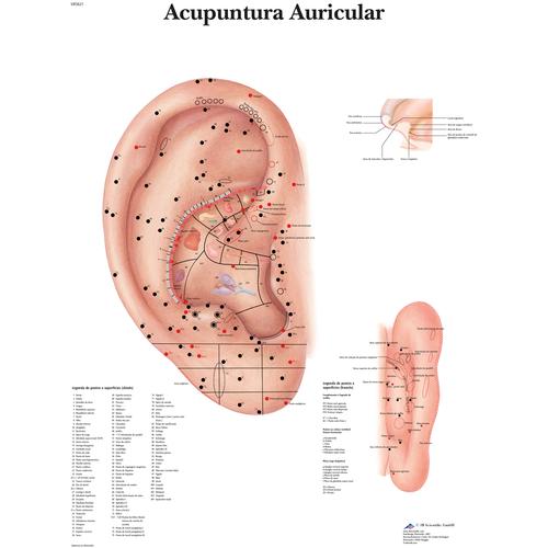 Agopuntura dell’orecchio - portuguese, 1002209 [VR5821L], Modelli