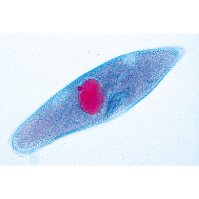 Organismi unicellulari (protozoi), 1003847 [W13001], Invertebrati (Invertebrata)