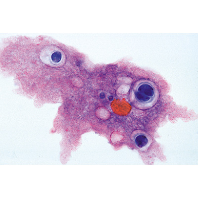 Organismi unicellulari (protozoi), 1003847 [W13001], Micropreparati LIEDER
