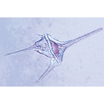 Organismi unicellulari (protozoi), 1003848 [W13001F], Micropreparati LIEDER