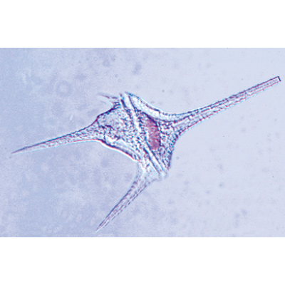 Organismi unicellulari (protozoi), 1003850 [W13001S], Micropreparati LIEDER