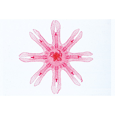 Spugne e celenterati (Coelenterata, Porifera), 1003851 [W13002], Micropreparati LIEDER
