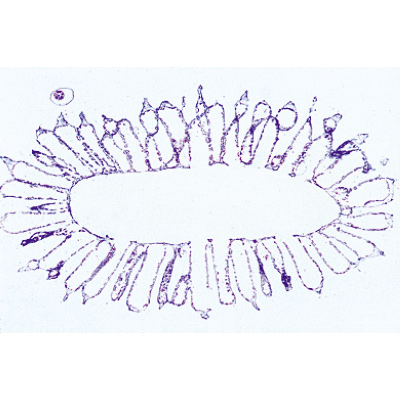 Spugne e celenterati (Coelenterata, Porifera), 1003852 [W13002F], Francese