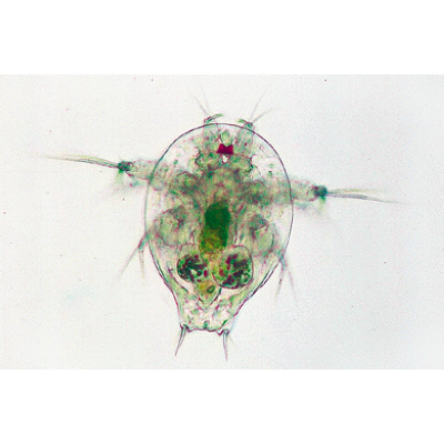 Crostacei (Crustacea), 1003859 [W13004], Micropreparati LIEDER