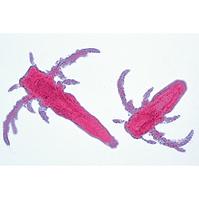 Crostacei (Crustacea), 1003860 [W13004F], Francese