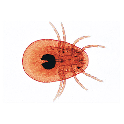 Aracnidi e miriapodi (Arachnoidea, Myriapoda), 1003864 [W13005F], Micropreparati LIEDER