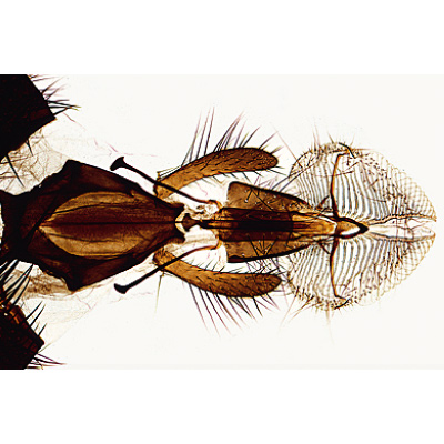 Insetti (Insecta), 1003867 [W13006], Micropreparati LIEDER