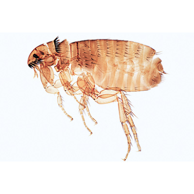 Insetti (Insecta), 1003868 [W13006F], Micropreparati LIEDER