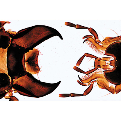 Insetti (Insecta), 1003870 [W13006S], Micropreparati LIEDER
