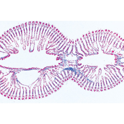 Molluschi (Mollusca), 1003871 [W13007], Micropreparati LIEDER
