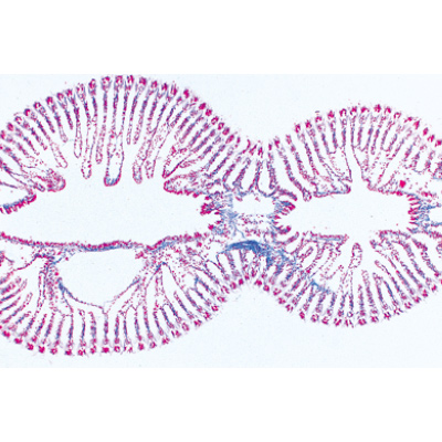 Molluschi (Mollusca), 1003872 [W13007F], Micropreparati LIEDER
